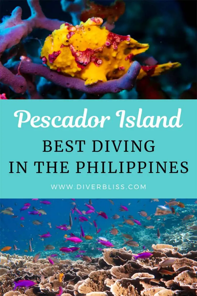 Best Diving in the Philippines: Pescador Island Moalboal