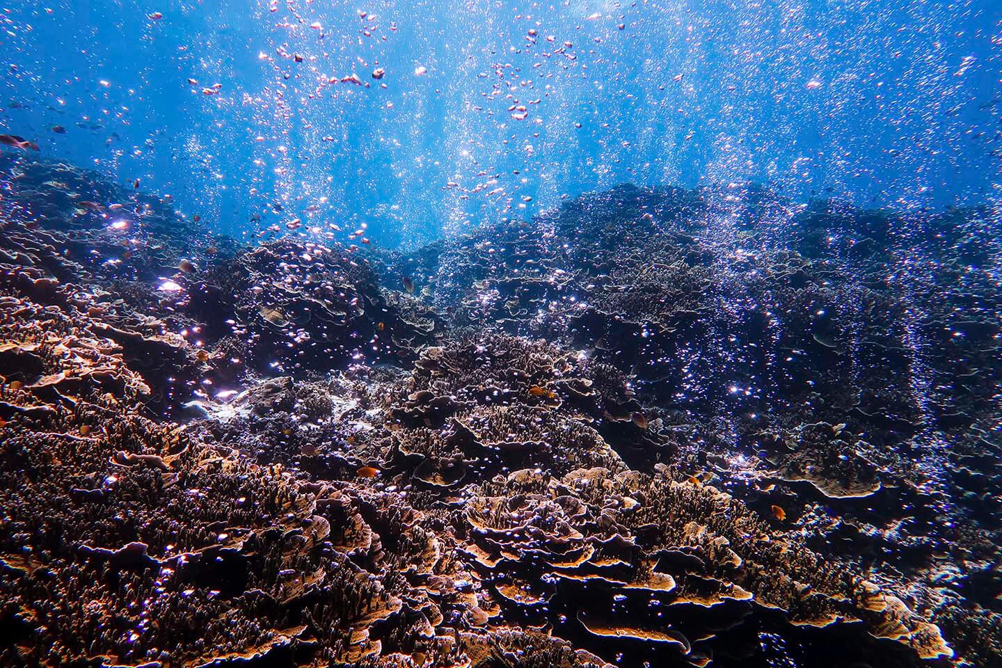 Air vents bubble in corals