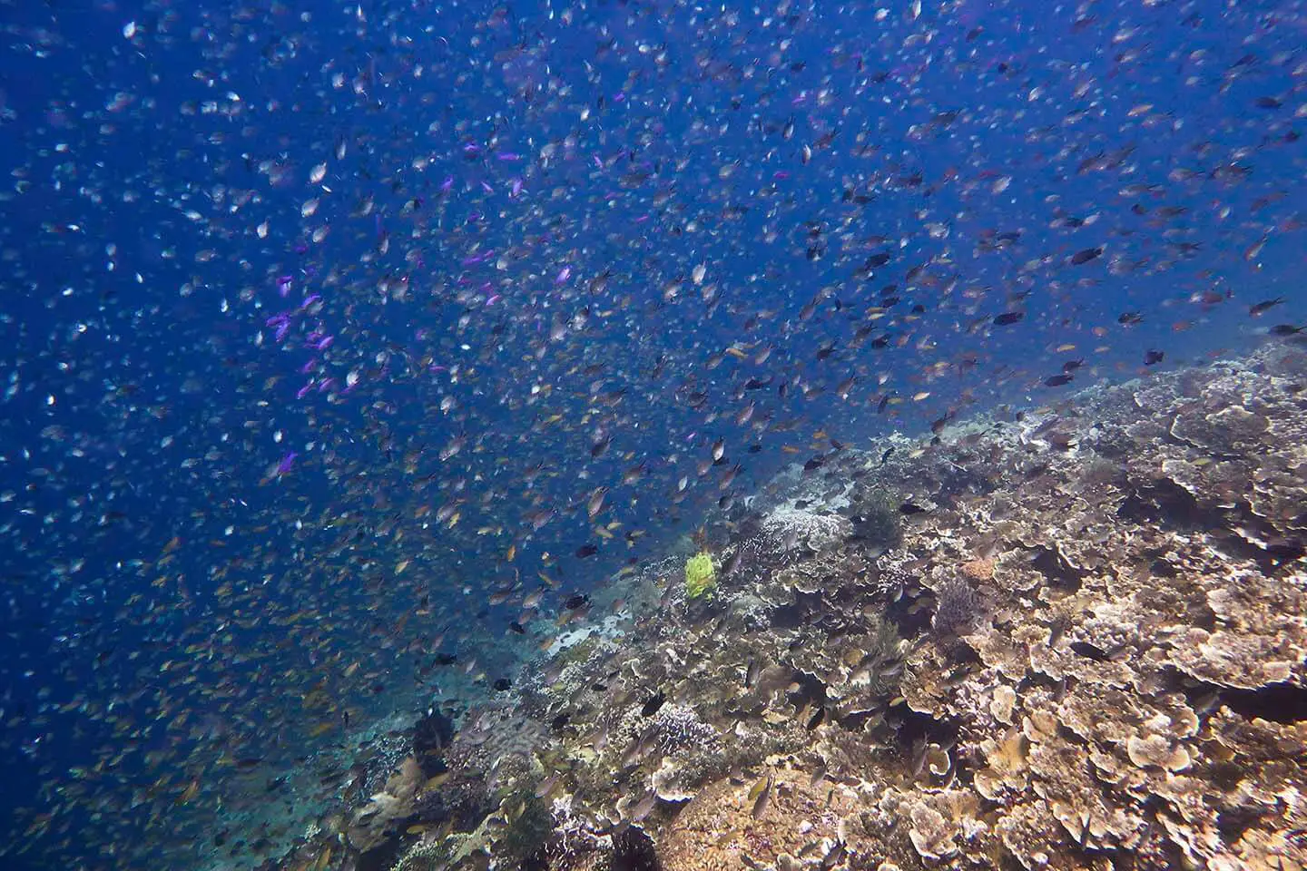 Diving in Pescador Island, Moalboal, Cebu, Philippines