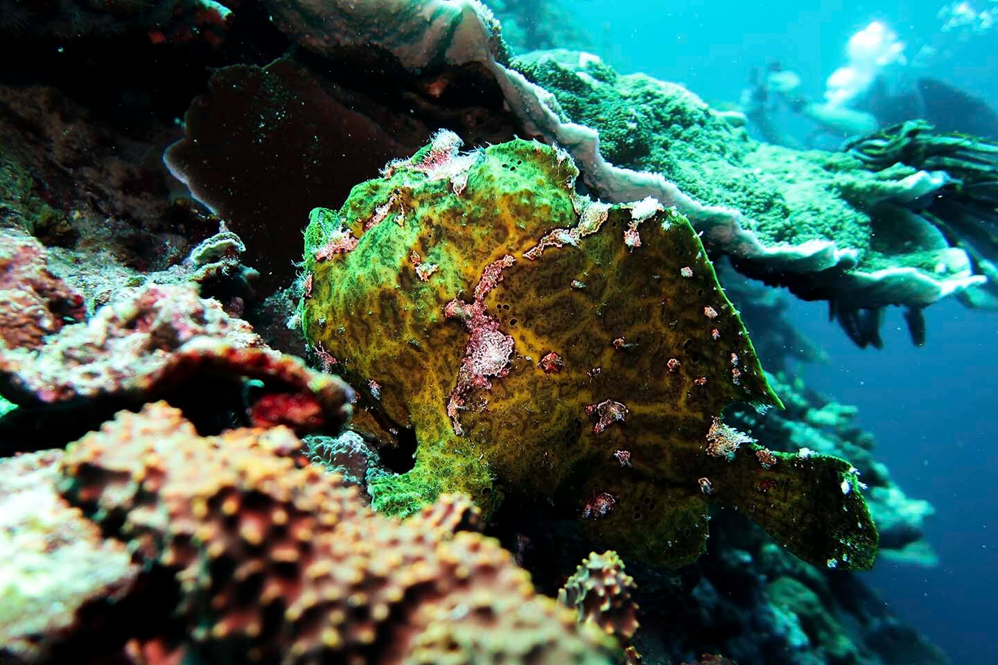 Pescador Island Giant Frogfish