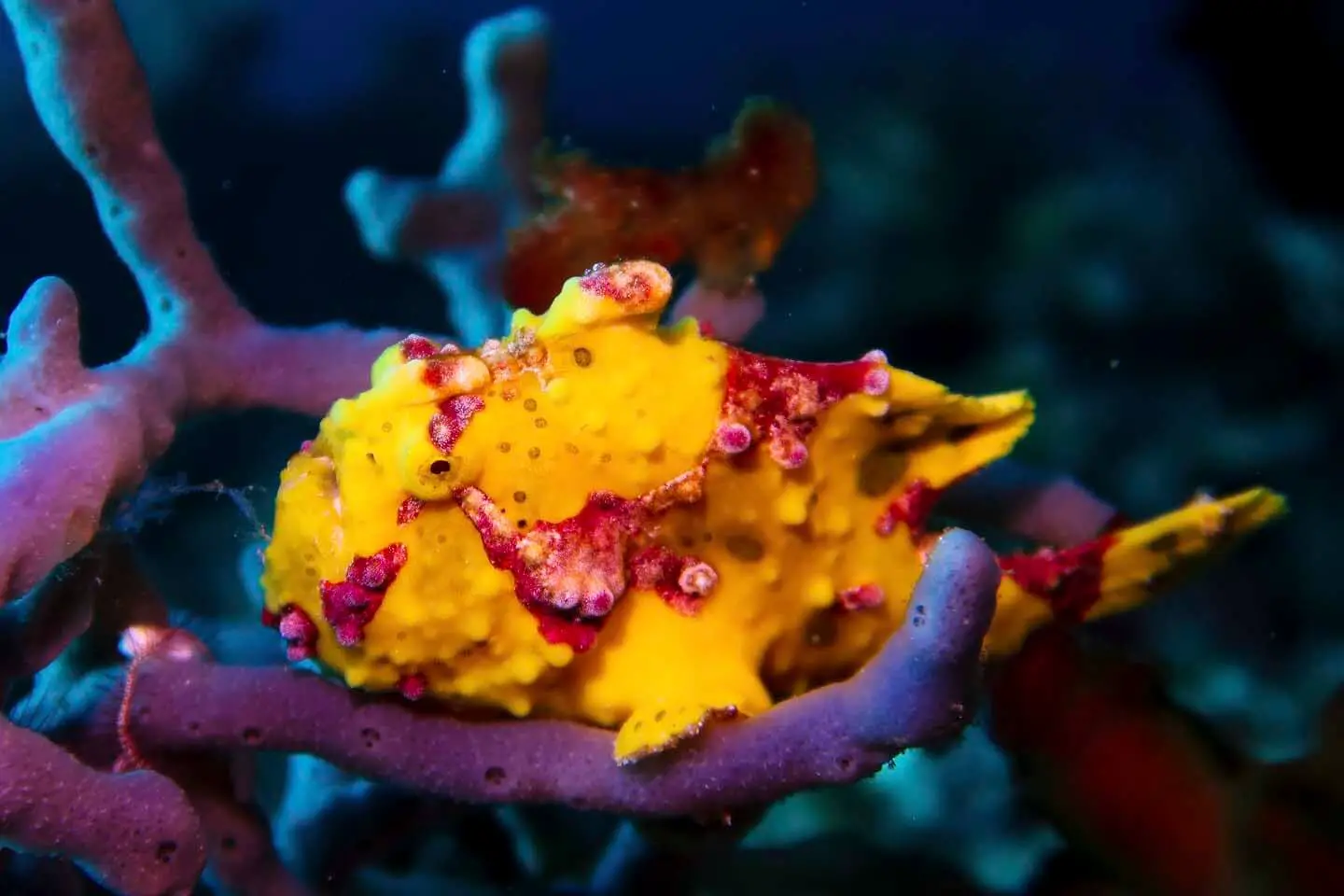 Painted frogfish on a purple sponge in Pescador Island