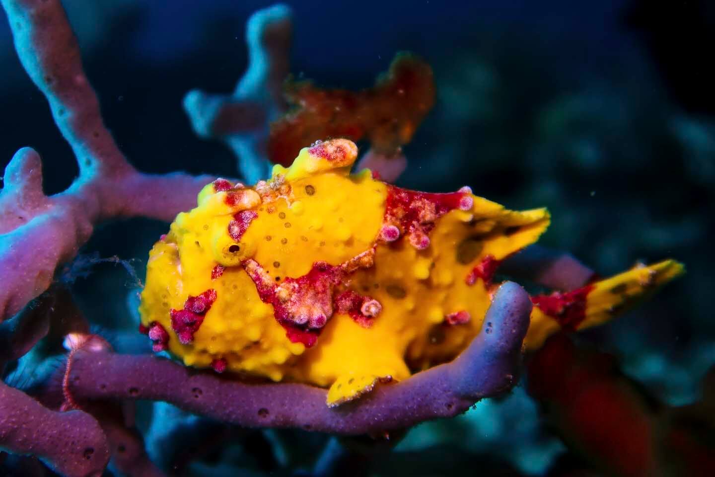 Painted frogfish on a purple sponge in Pescador Island