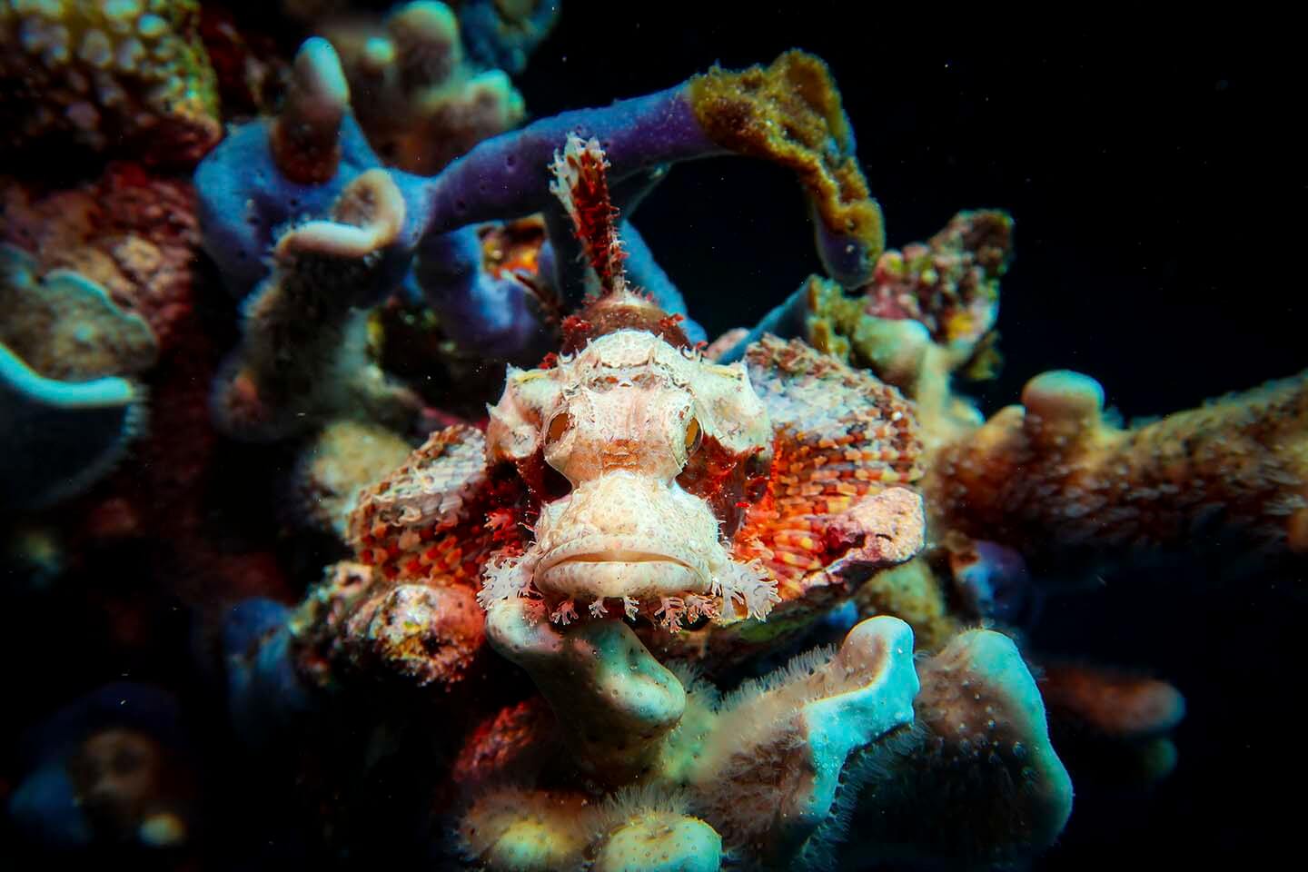 Scorpion Fish spotted while diving in Pescador island