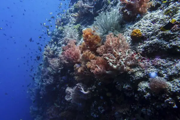 Pescador Island Diving: A Dive Heaven In Moalboal, Cebu - Diver Bliss