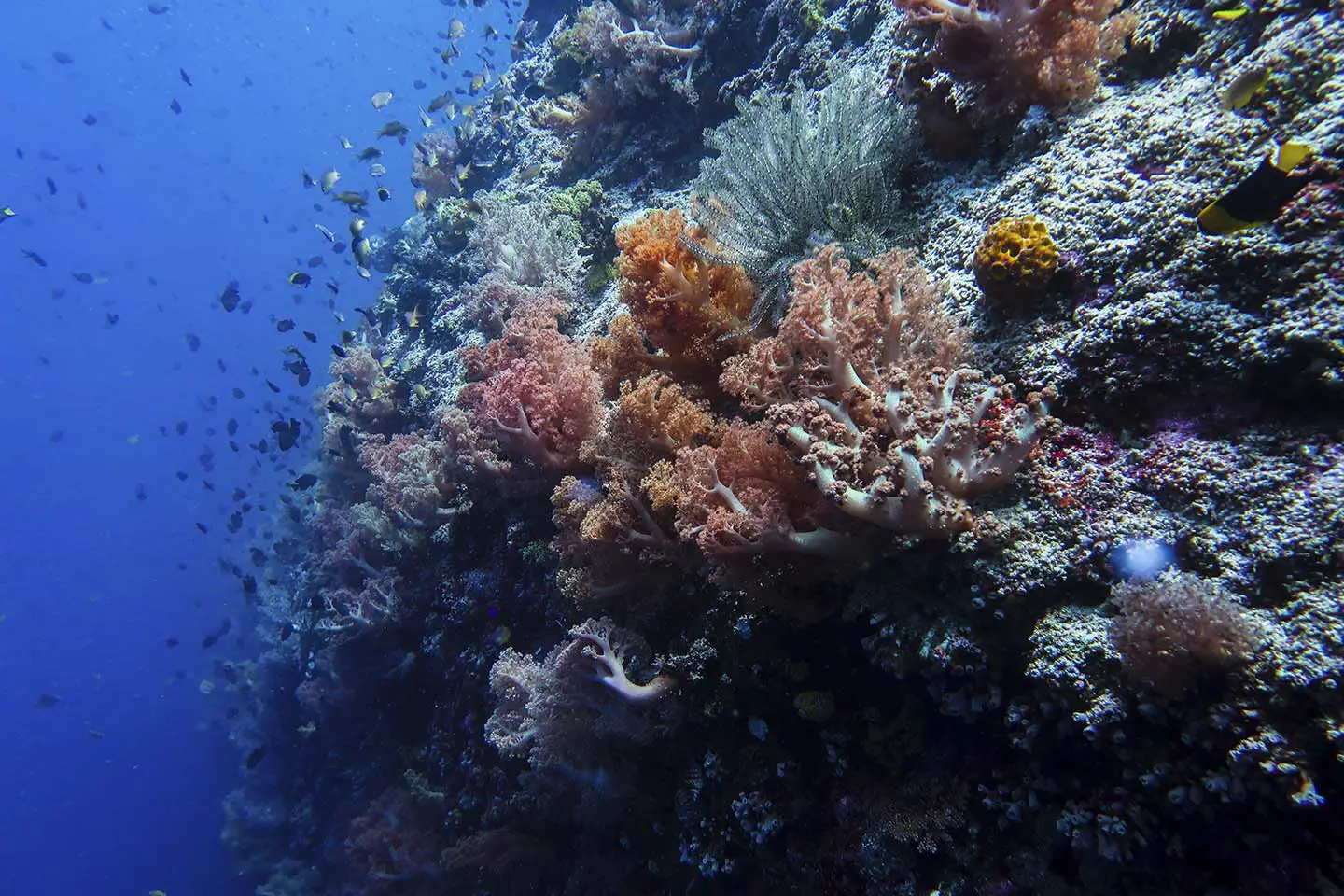 Corals Galore in Pescador Island, Moalboal, Cebu