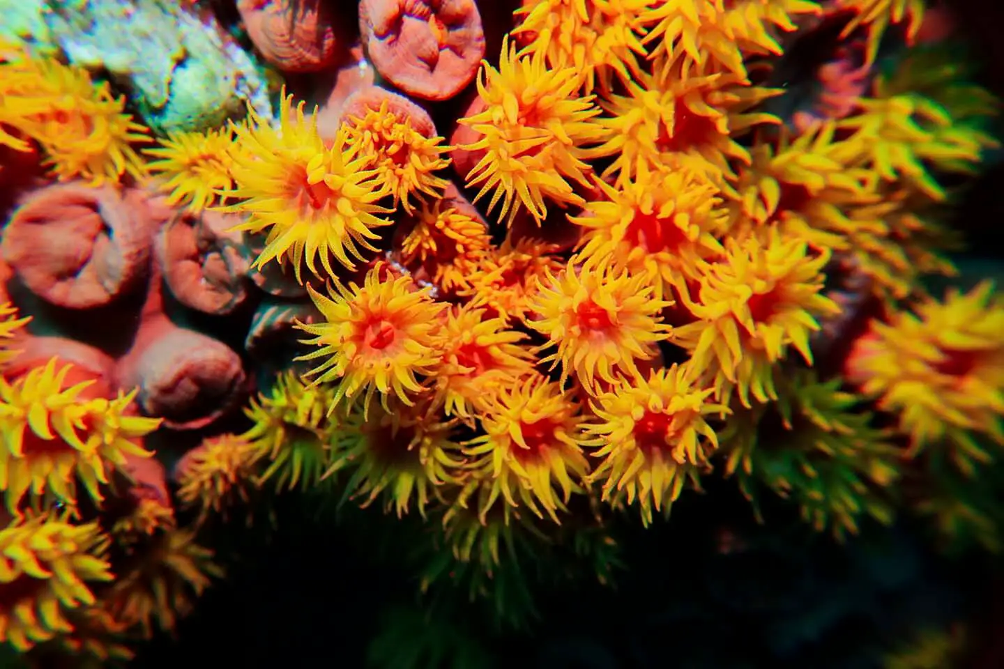 Orange sun cup tubastrea corals  spotted while diving in Pescador island