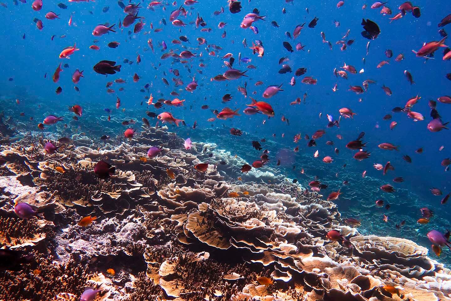 Orange and purple anthias spotted while diving in Pescador island