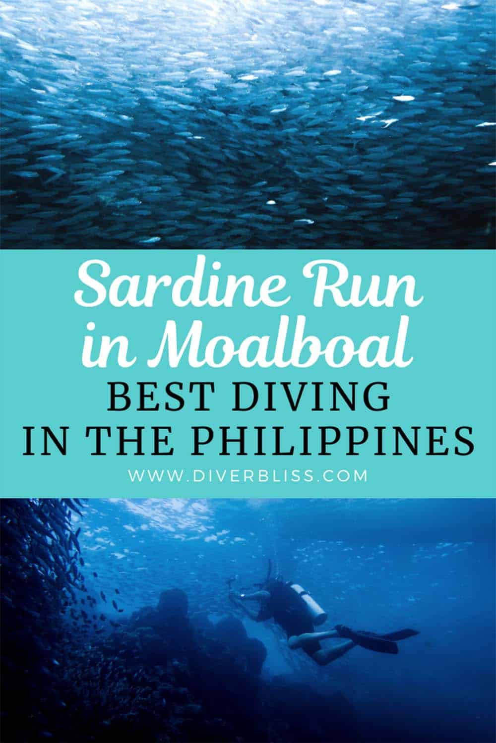 Experience the best diving in the Philippines with the Sardine Run in Moalboal