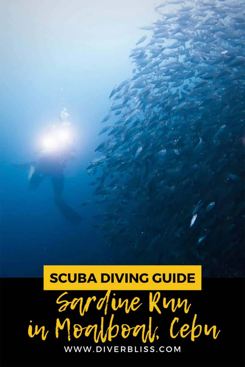 Sardine Run Moalboal Scuba Diving Guide