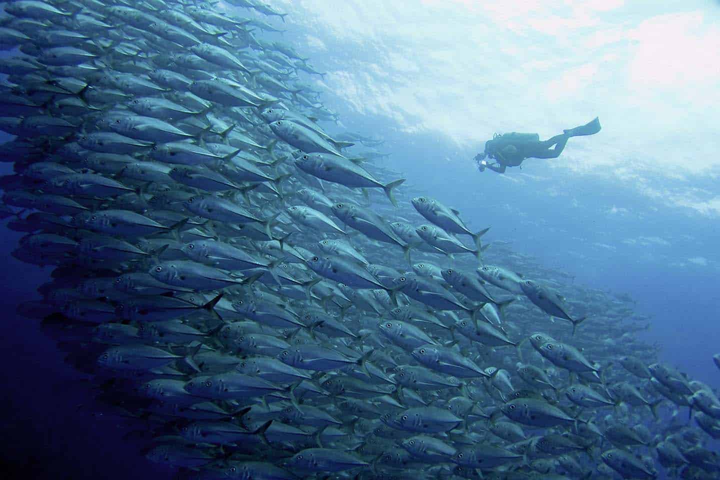 Log the fish you see in your dive log