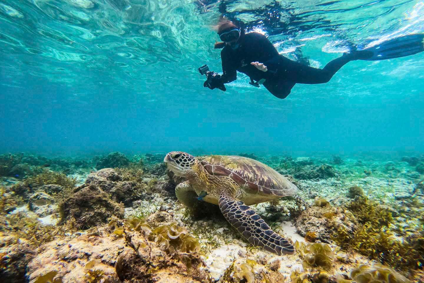 Snorkeling with Turtles in Moalboal