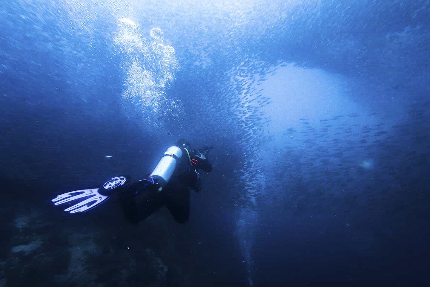 Diver heading into the school of sardines