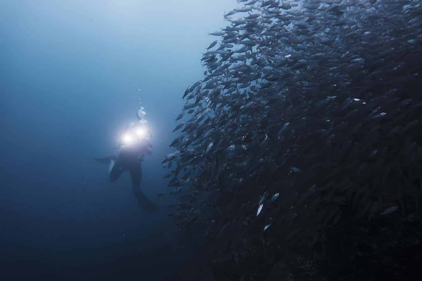 Sardine Run Moalboal