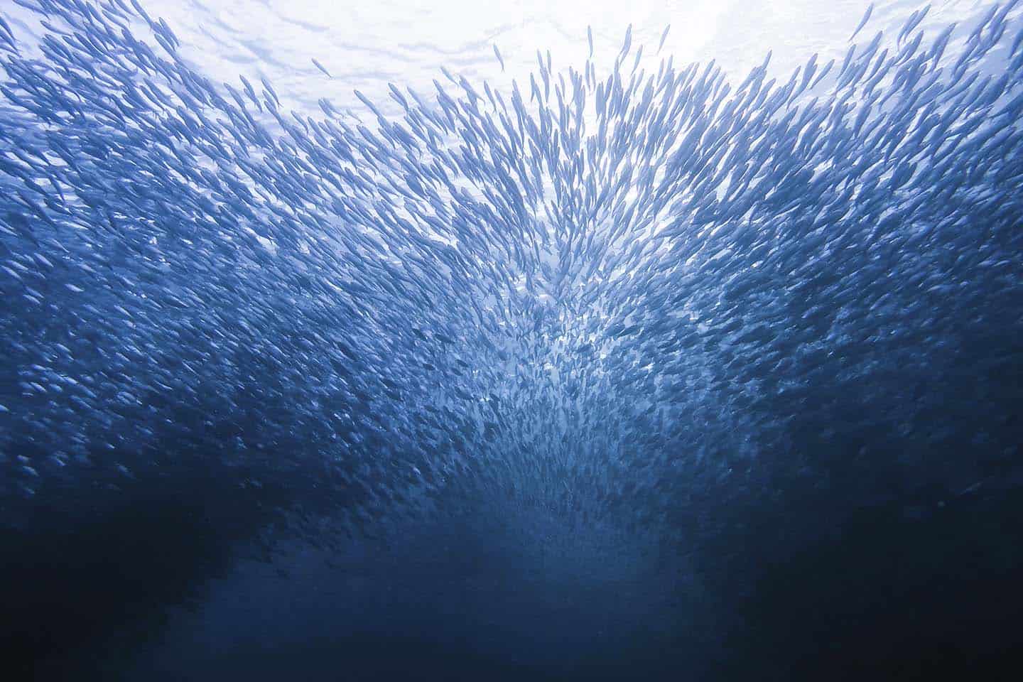 Sardine Run in Moalboal