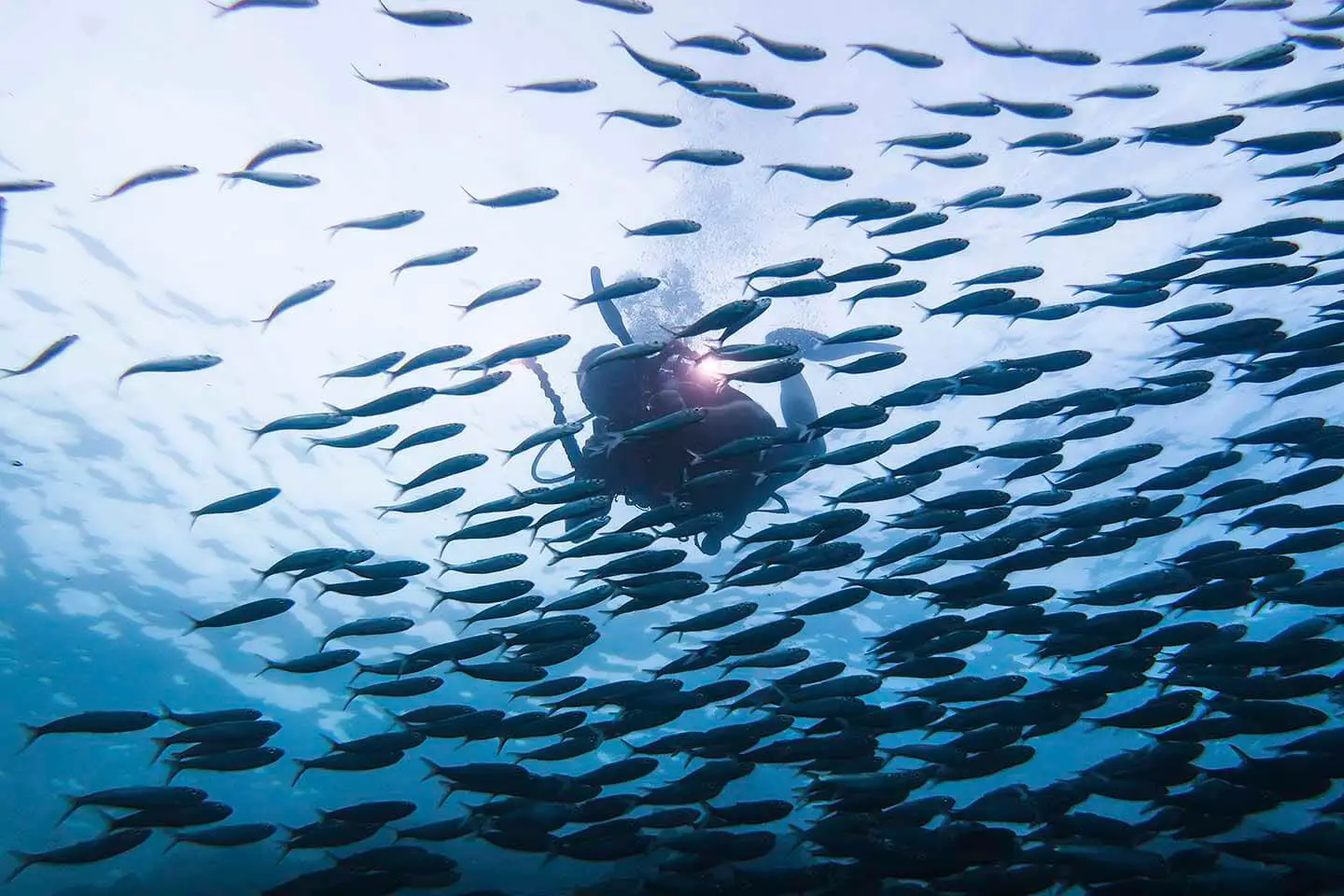 Scuba Diver and sardines