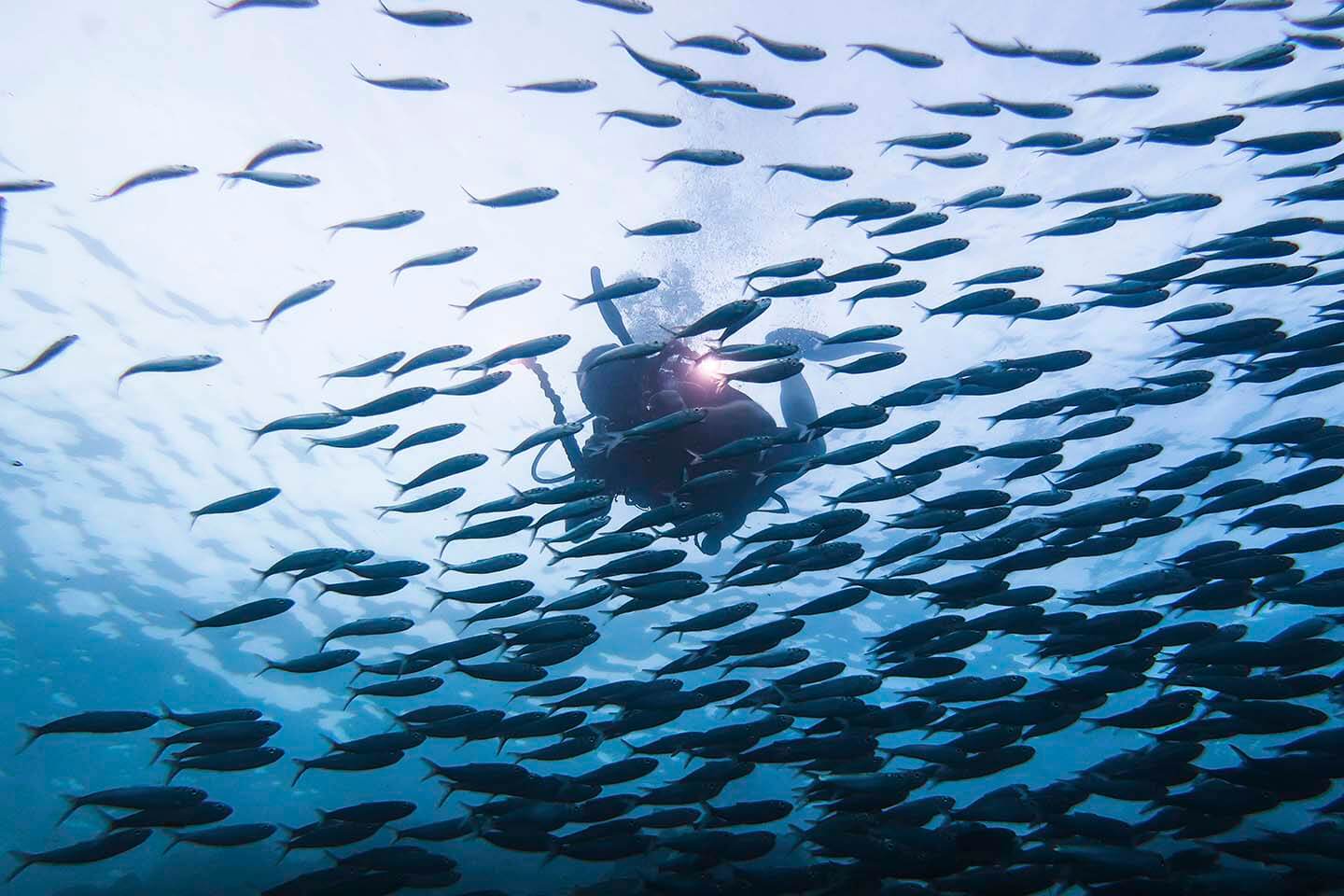 Scuba Diver and sardines