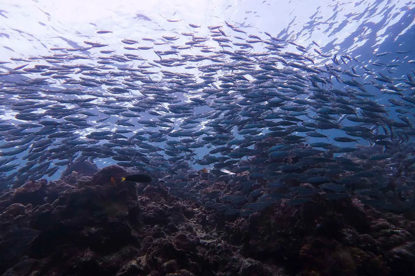 Sardine run in Moalboal with a backdrop of the reef