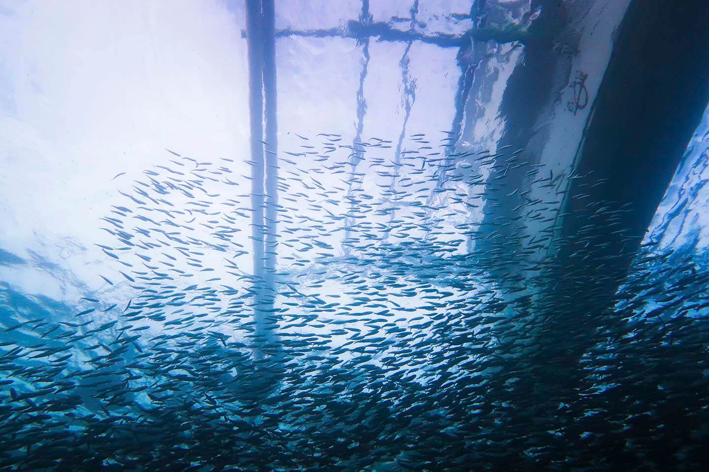 Sardines underneath a banka, a traditional wooden boat.