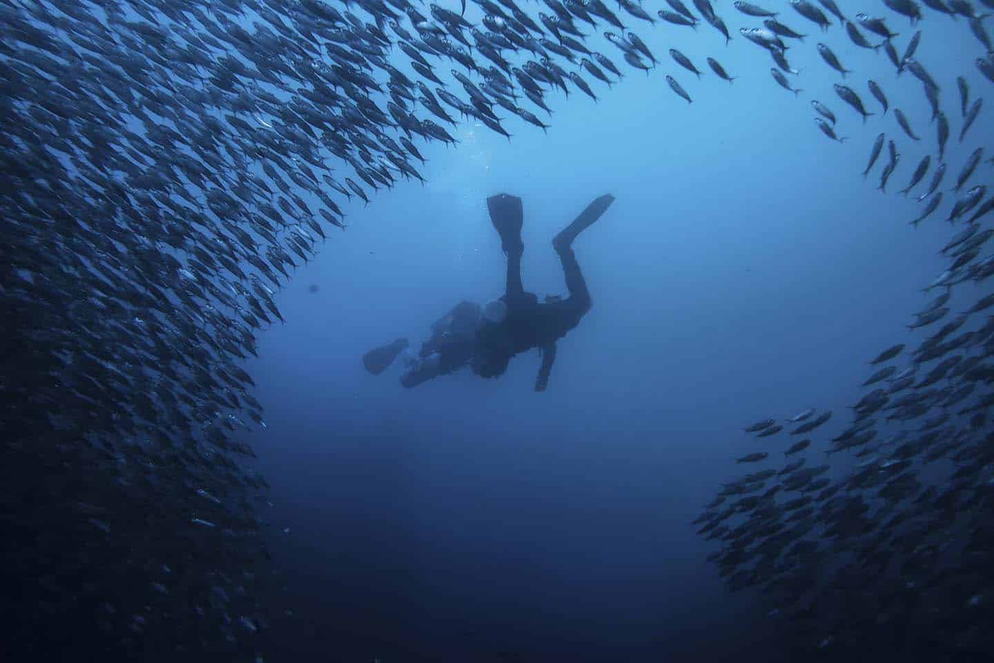 Tech-divers in Moalboal Sardine Run