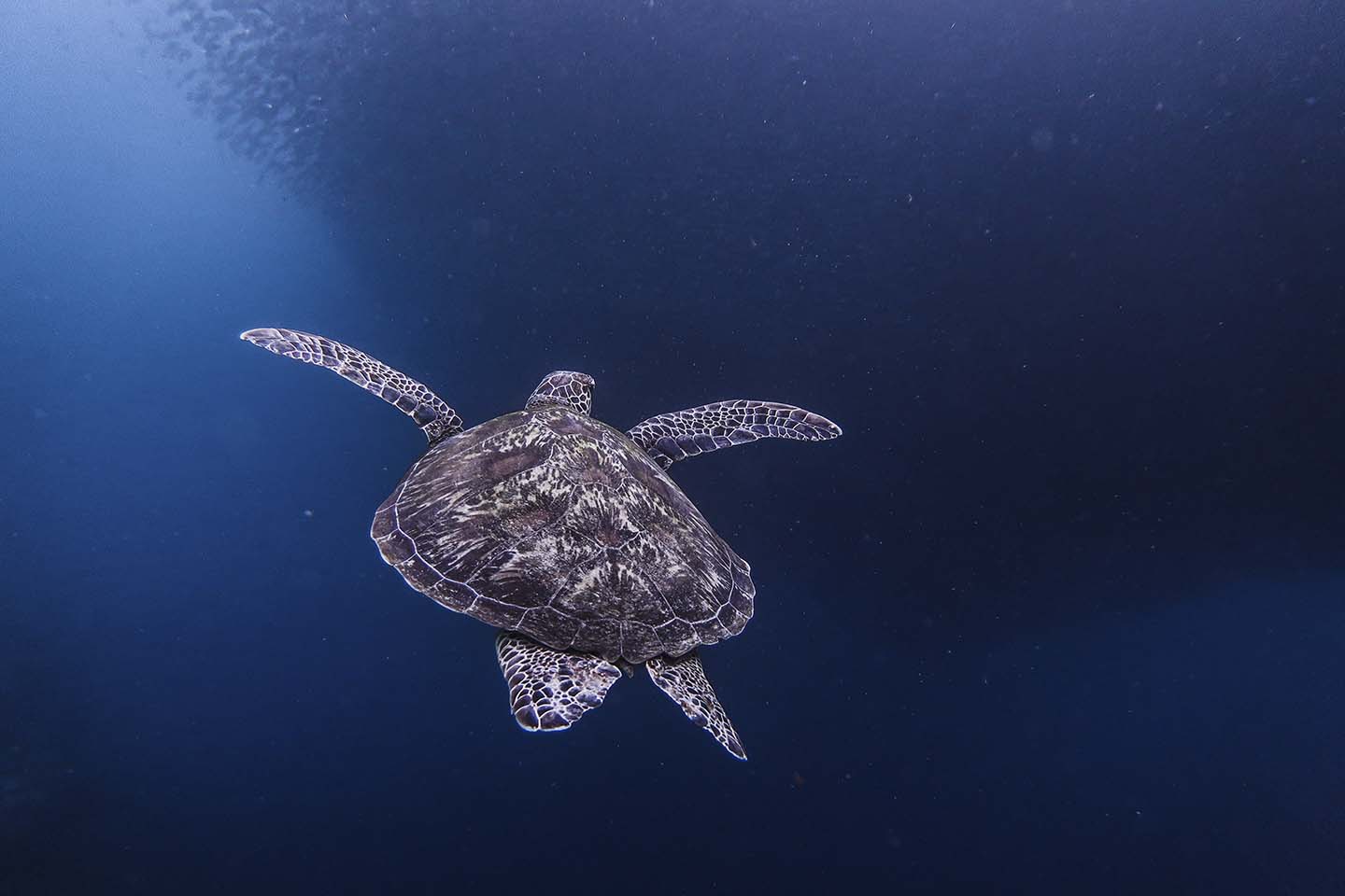 Turtle doing a Sardine Run In moalboal