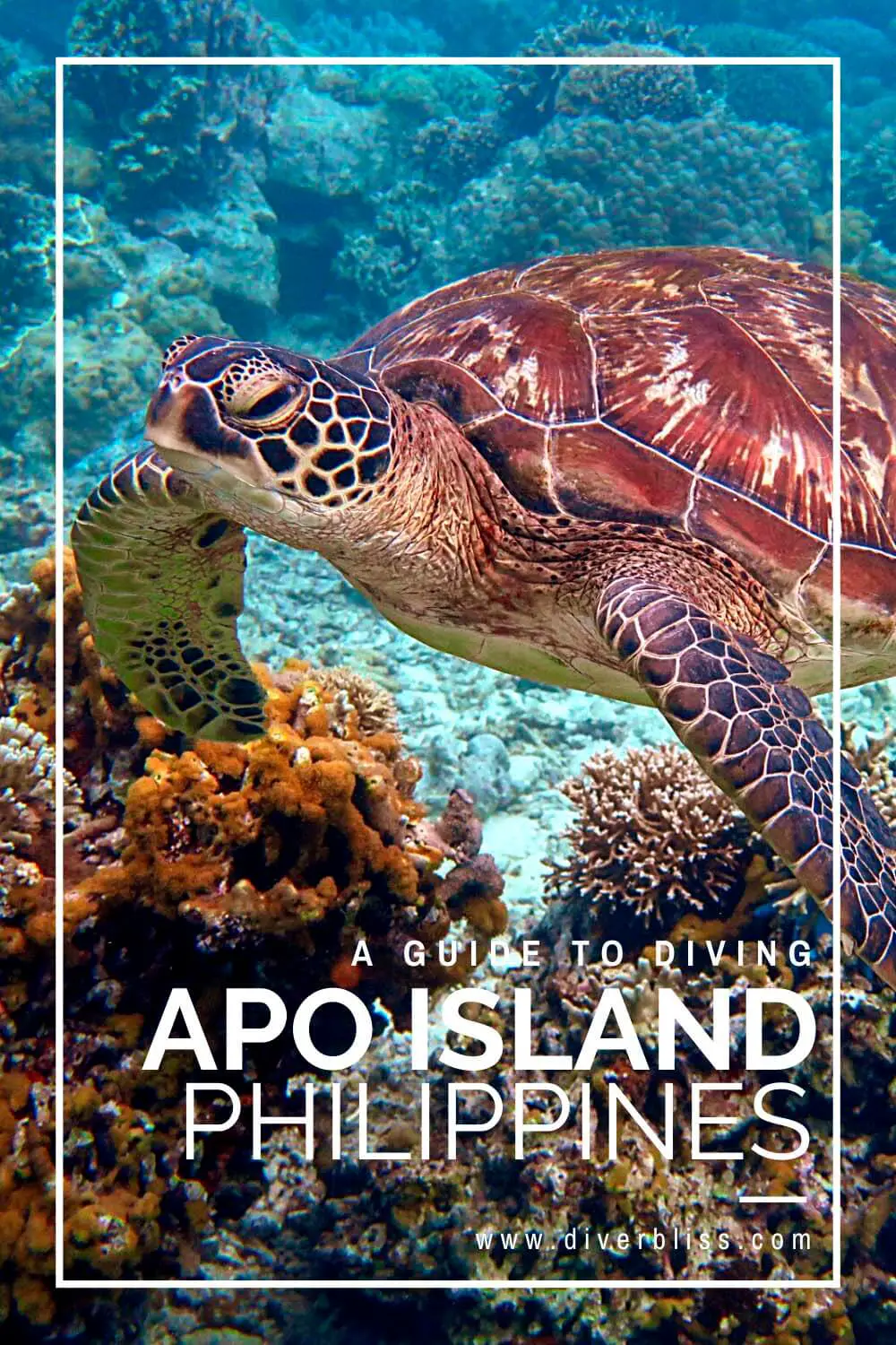 A guide to diving Apo Island Philippines