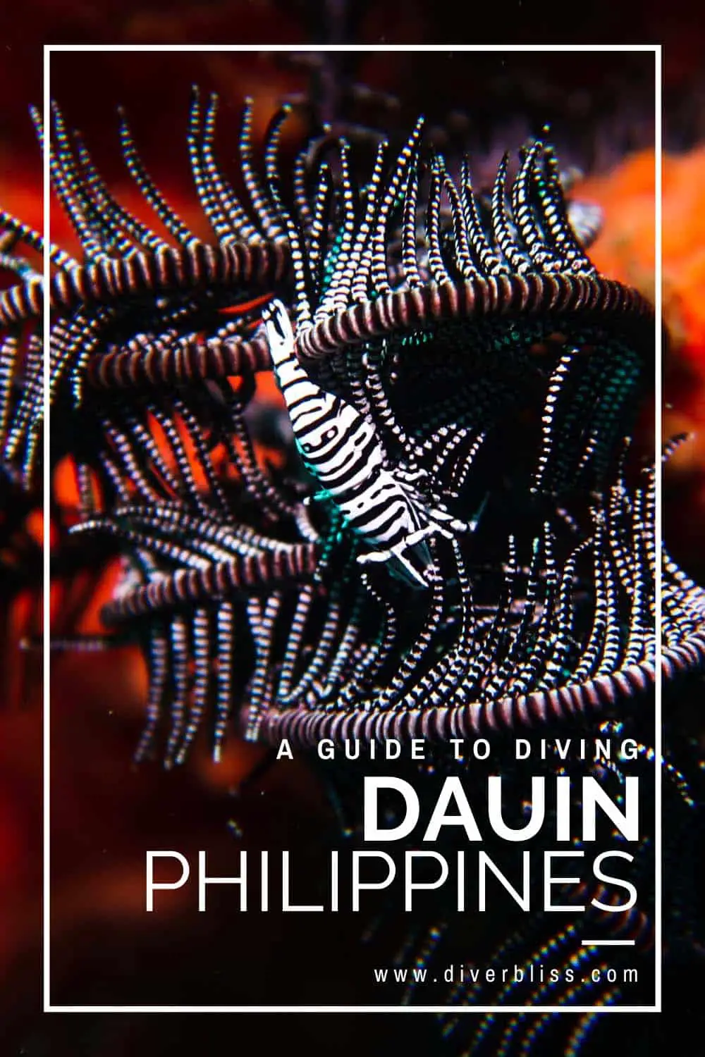 A guide to diving Dauin Philippines