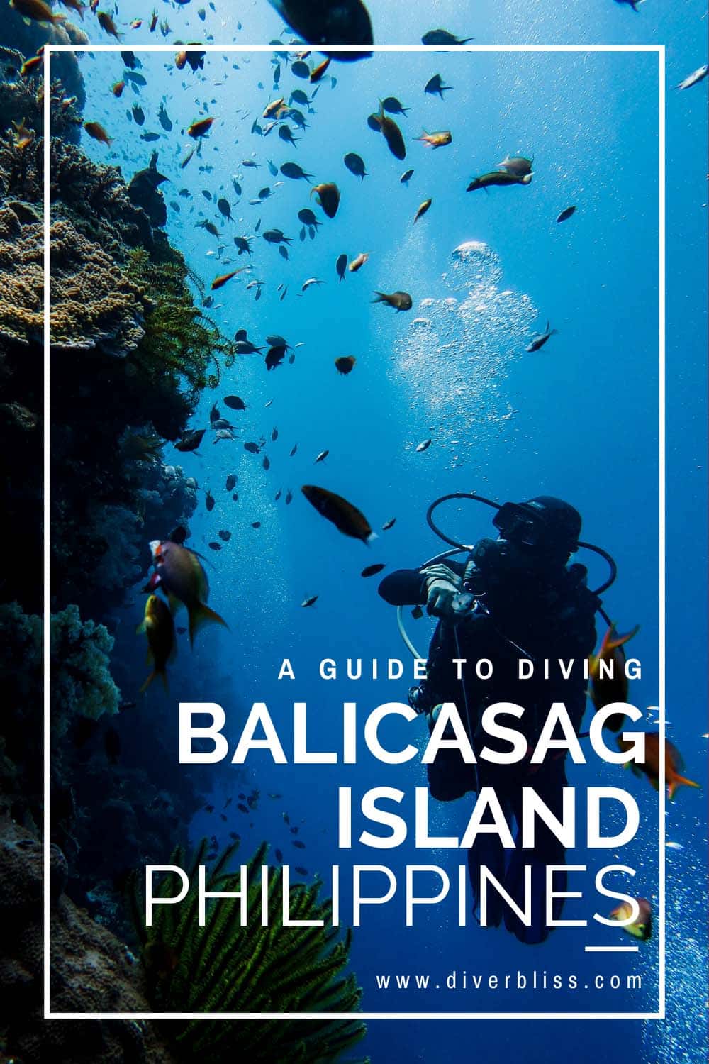 A Guide to diving in Balicasag Island, Bohol Philippines