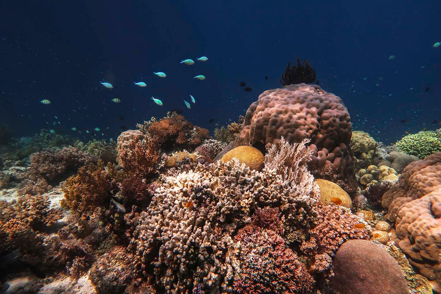 Different kinds and colors of soft and hard corals in Balicasag Island