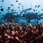 Balicasag Diving Divers