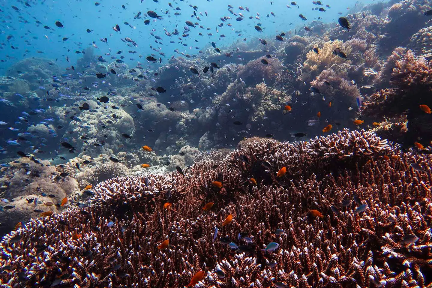 Plenty of table corals in Balicasag, Bohol Philippines