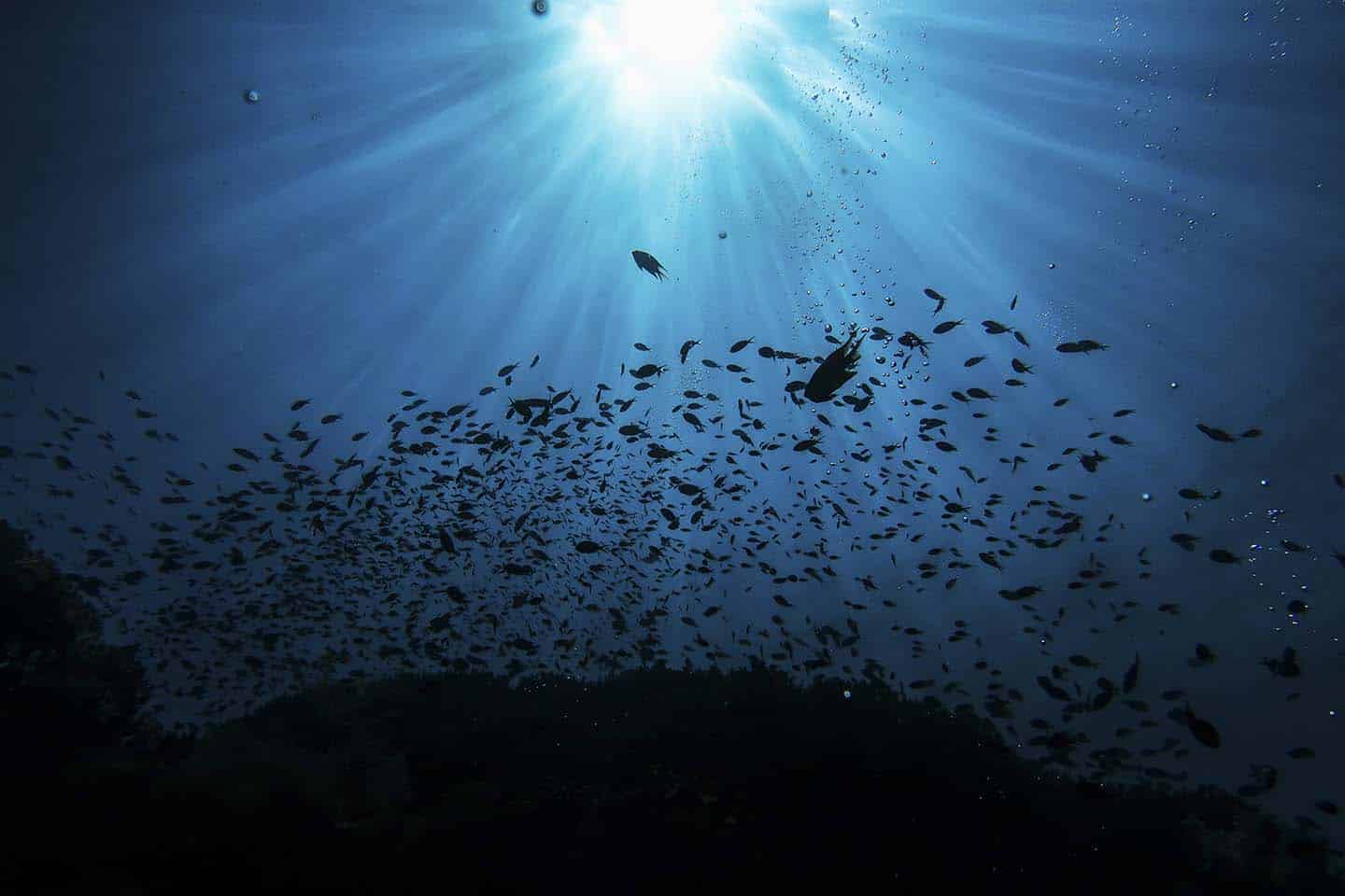 Balicasag Island Diving