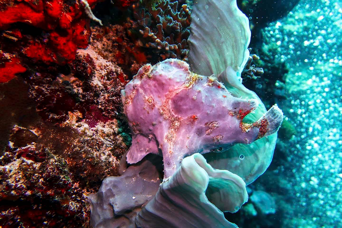 Another giant frogfish (Antennarius commersoni) hiding between elephant ear sponge in Balicasag, Bohol Philippines