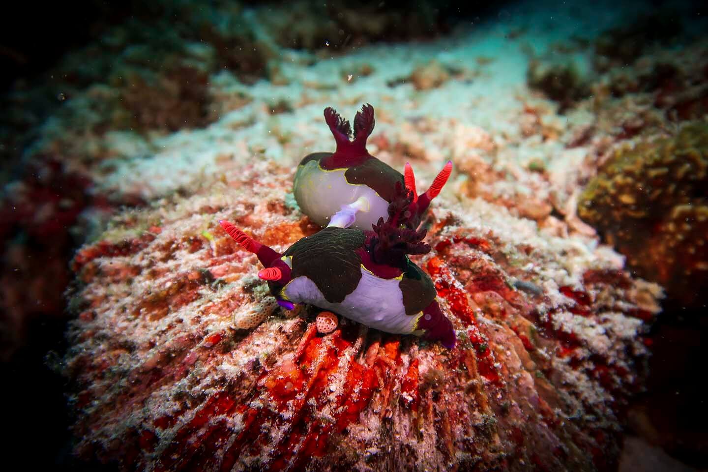nudibranchs (Nembrotha chamberlaini) mating  in Balicasag, Bohol Philippines