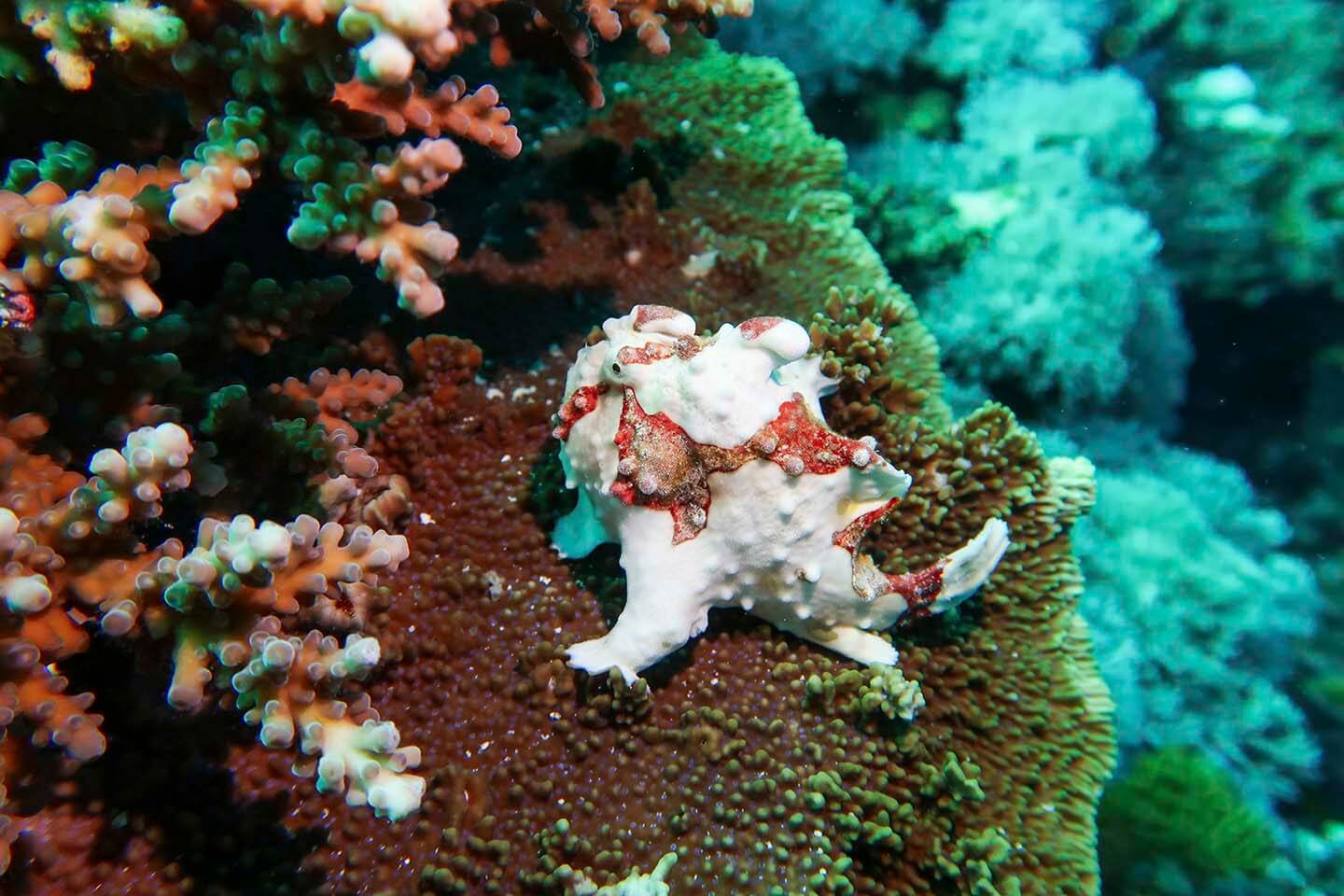 White and Red Warty frogfish (Antennarius maculatus) on a coral in Balicasag, Bohol Philippines