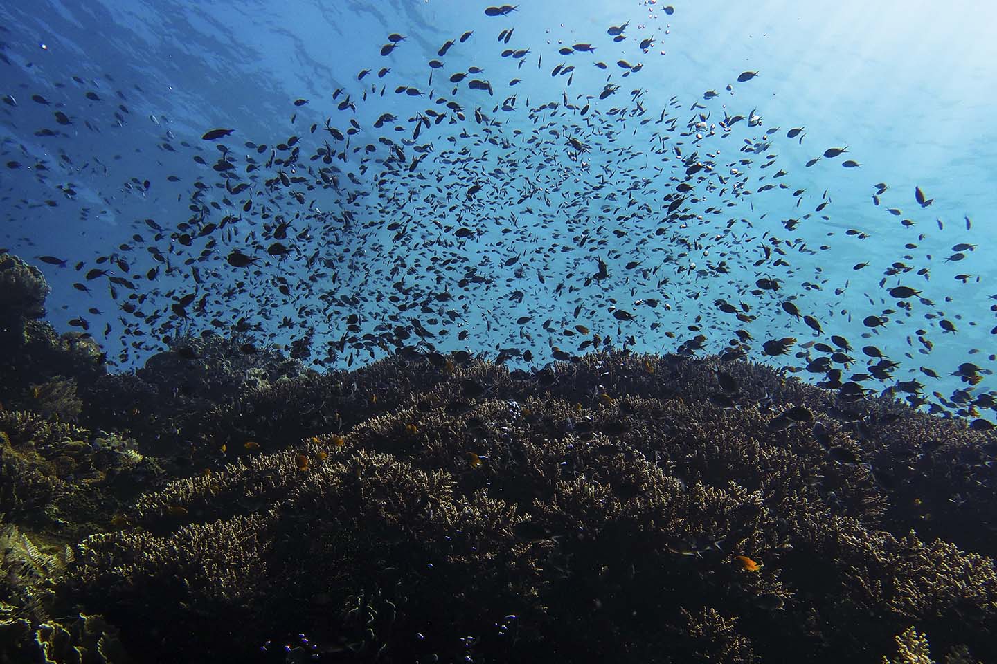 So many chromis over fields of corals in Balicasag, Bohol Philippines