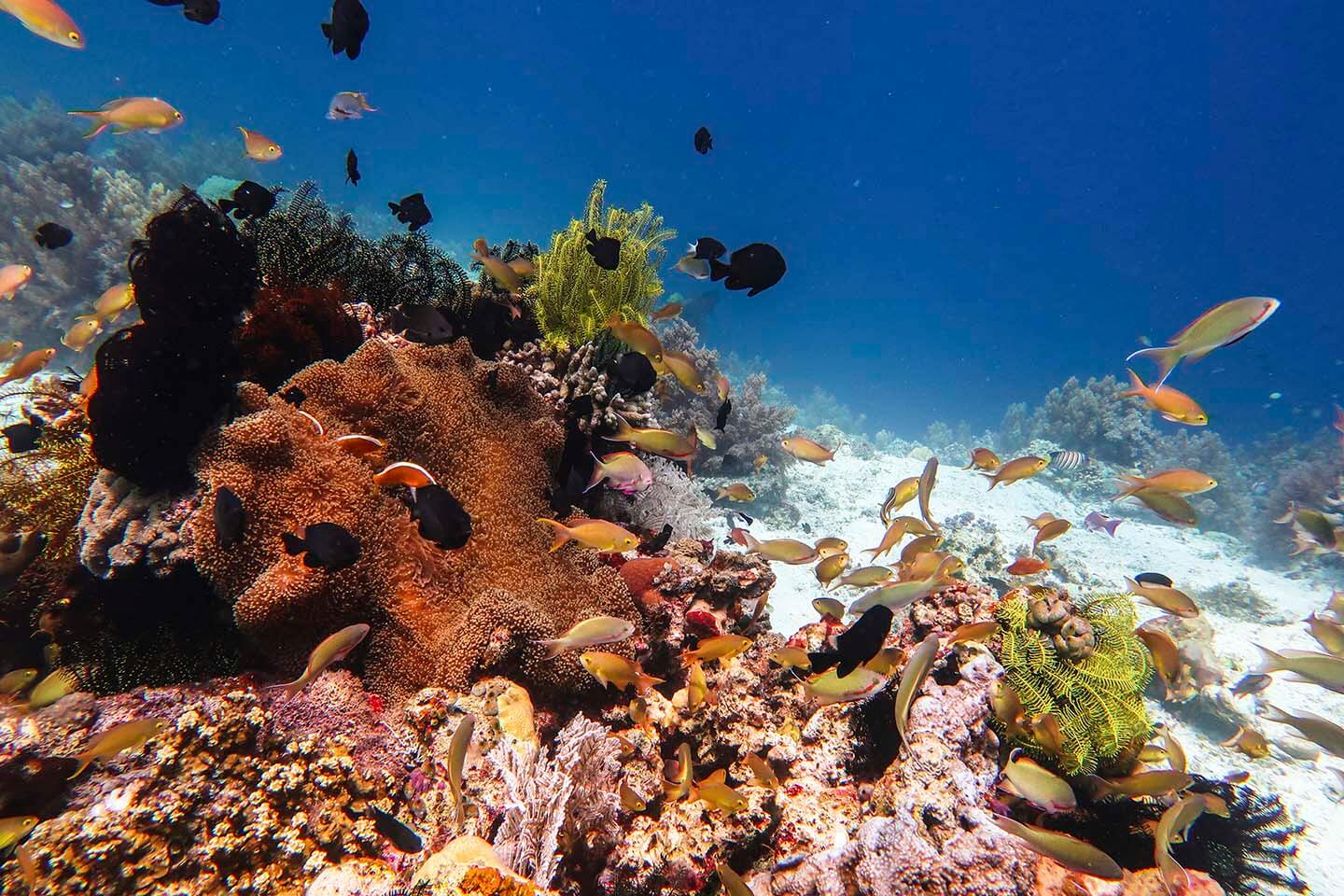 Balicasag Island teeming with marine life