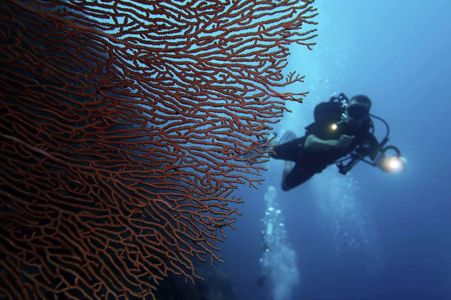 Large sea fans  in Balicasag, Bohol Philippines