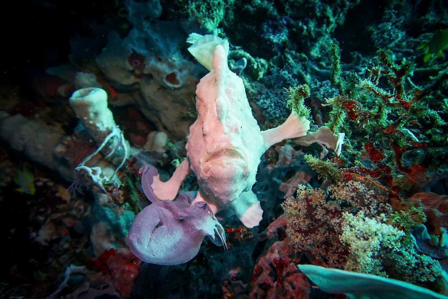 Giant frogfish in Balicasag, Bohol Philippines