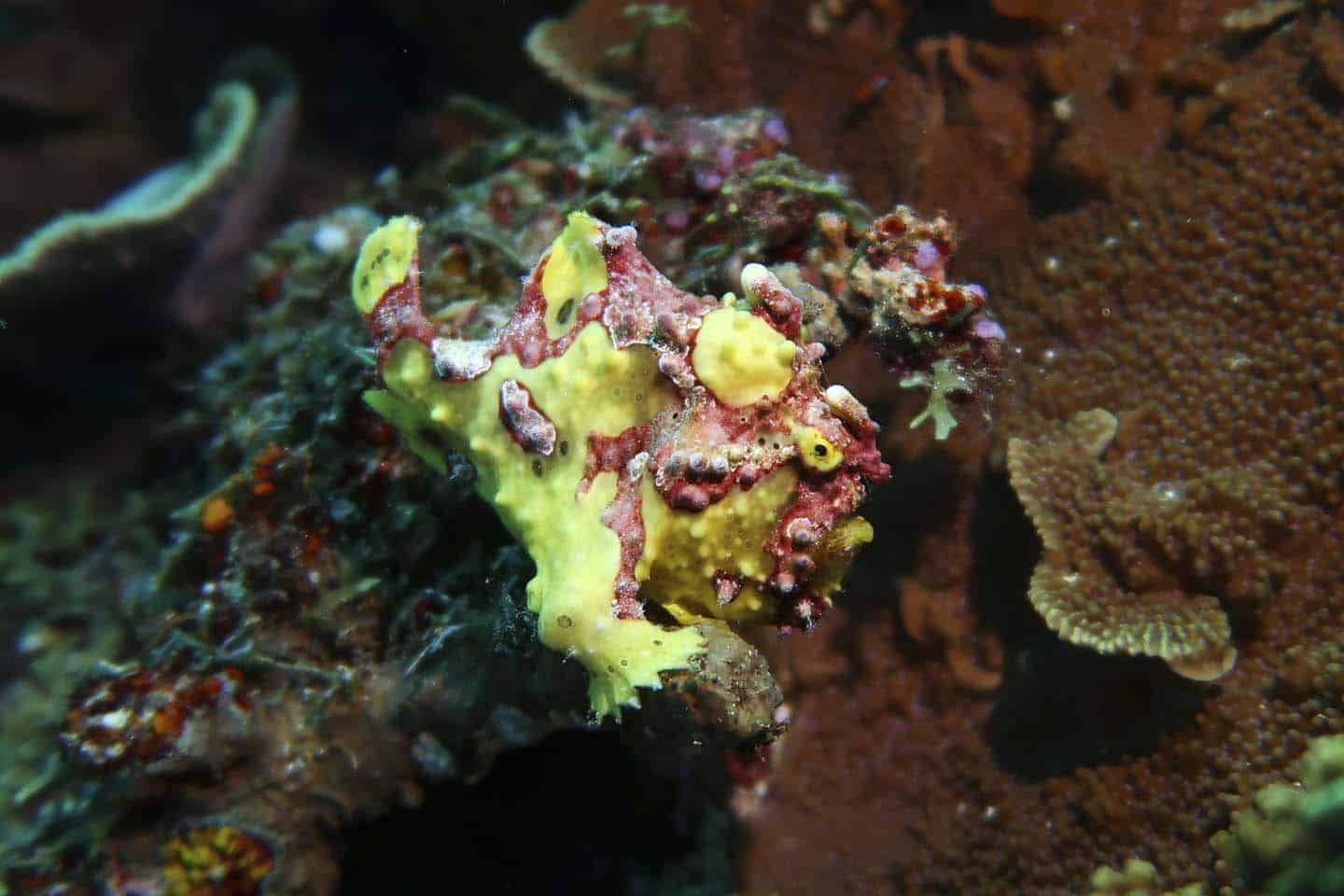 Yellow warty frogfish (Antennarius maculatus)in Balicasag Island