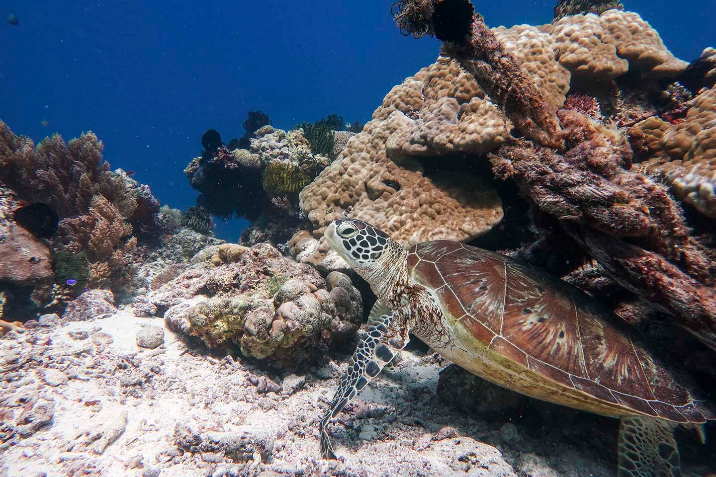 More Sea turtles in Balicasag Island Marine Sanctuary