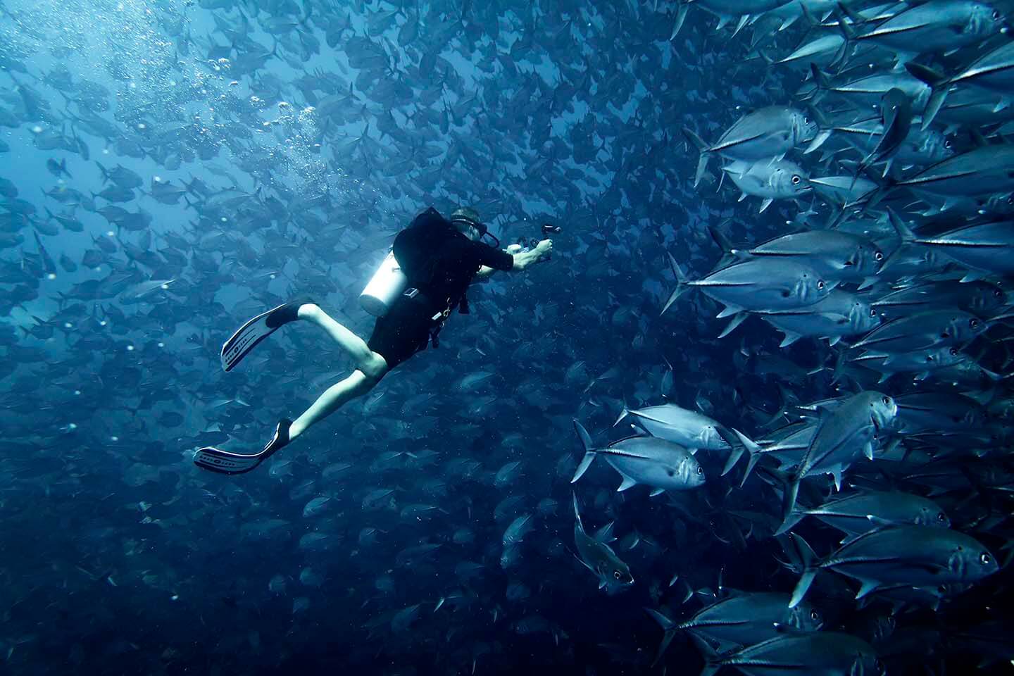 diver heading straight into the middle of the trevally tornado in Balicasag, Bohol Philippines