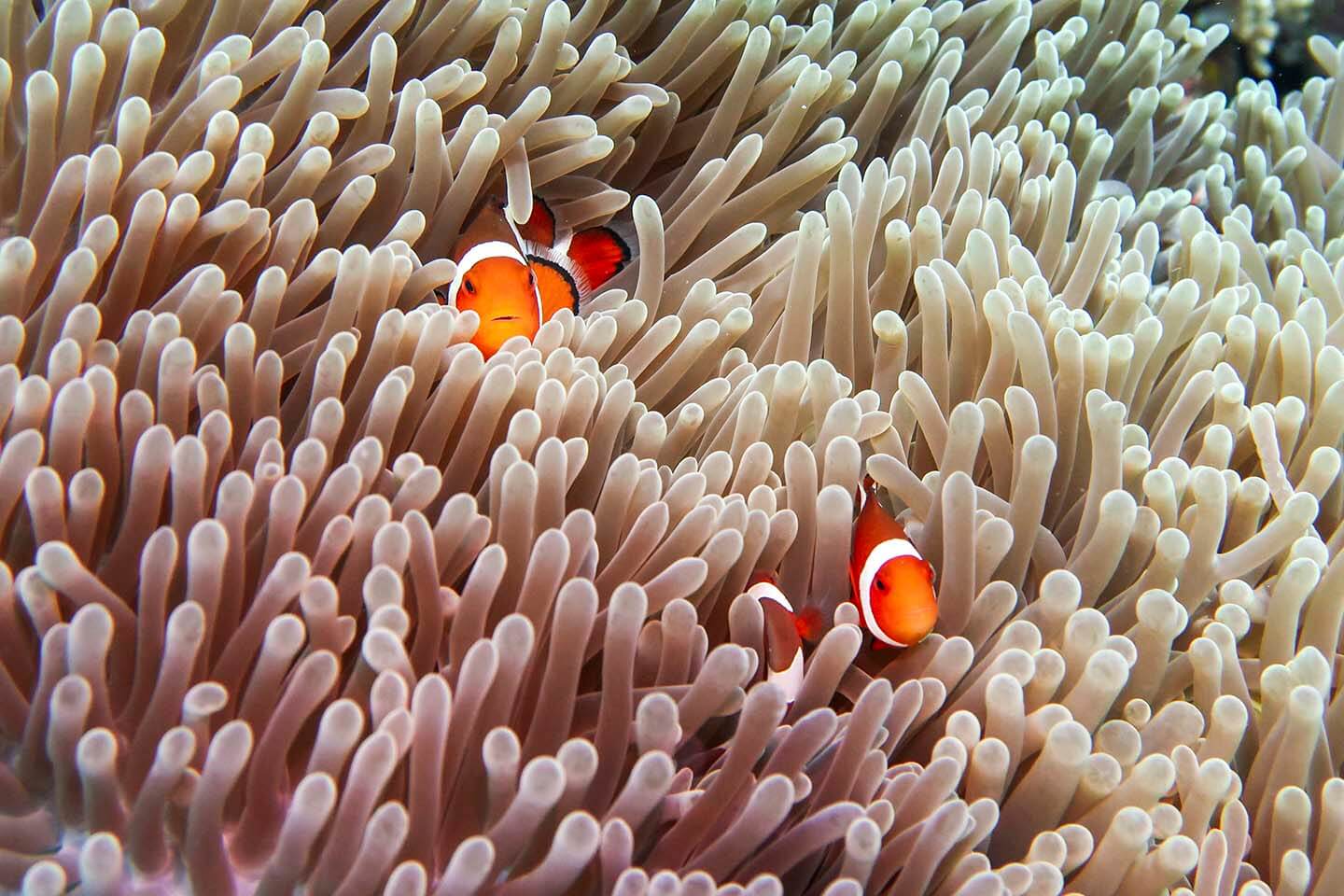 You're bound to find Nemo in Balicasag