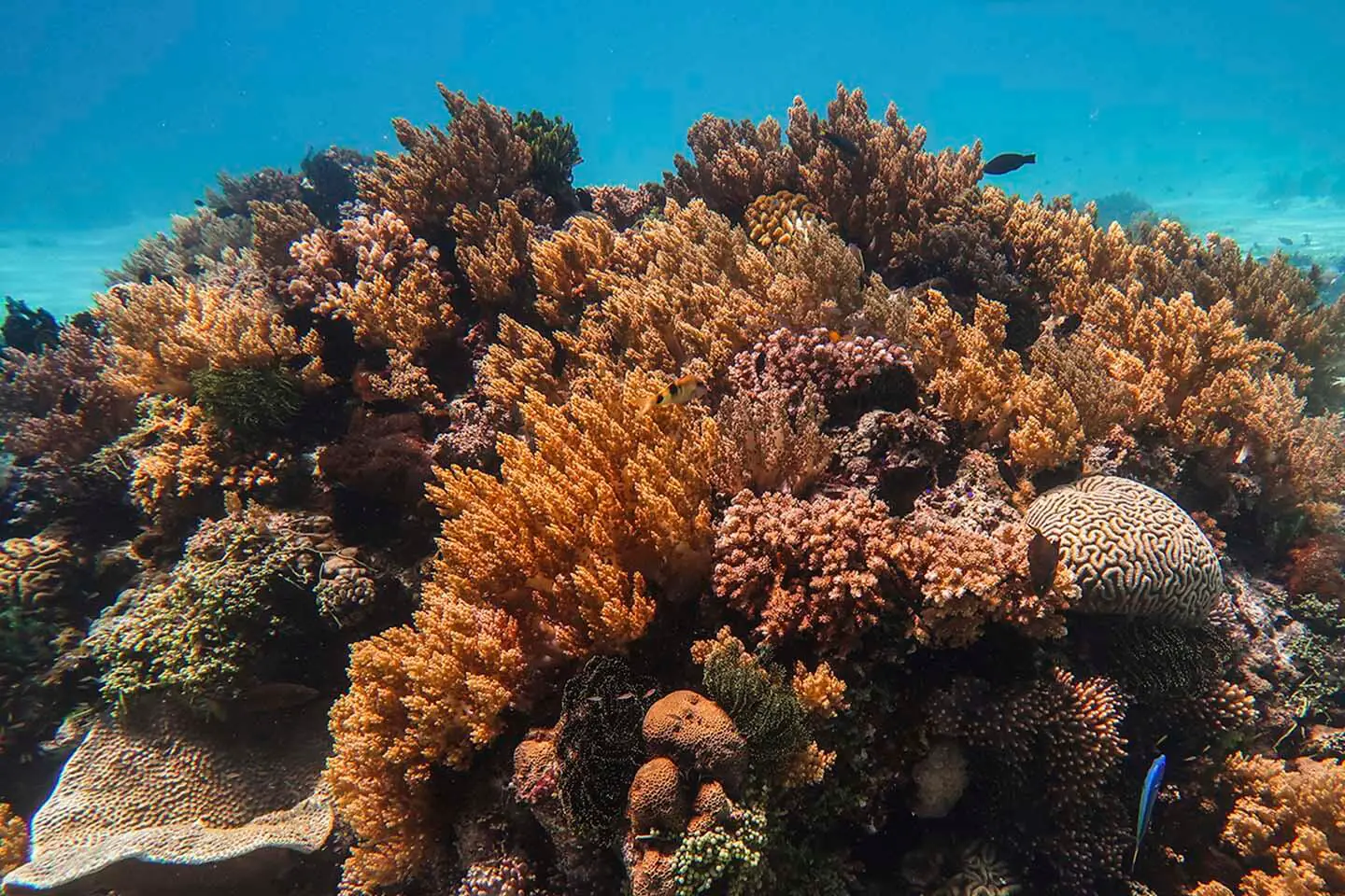 A good variety of soft and hard corals in Diver's Heaven, Balicasag Island