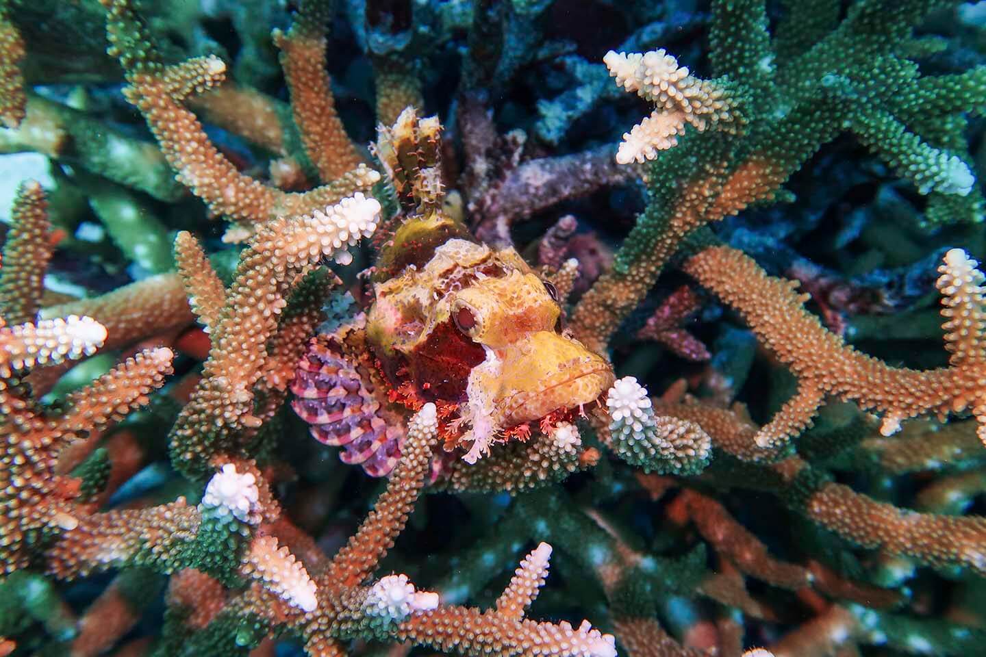 Scorpionfish hiding in the branching Acropora