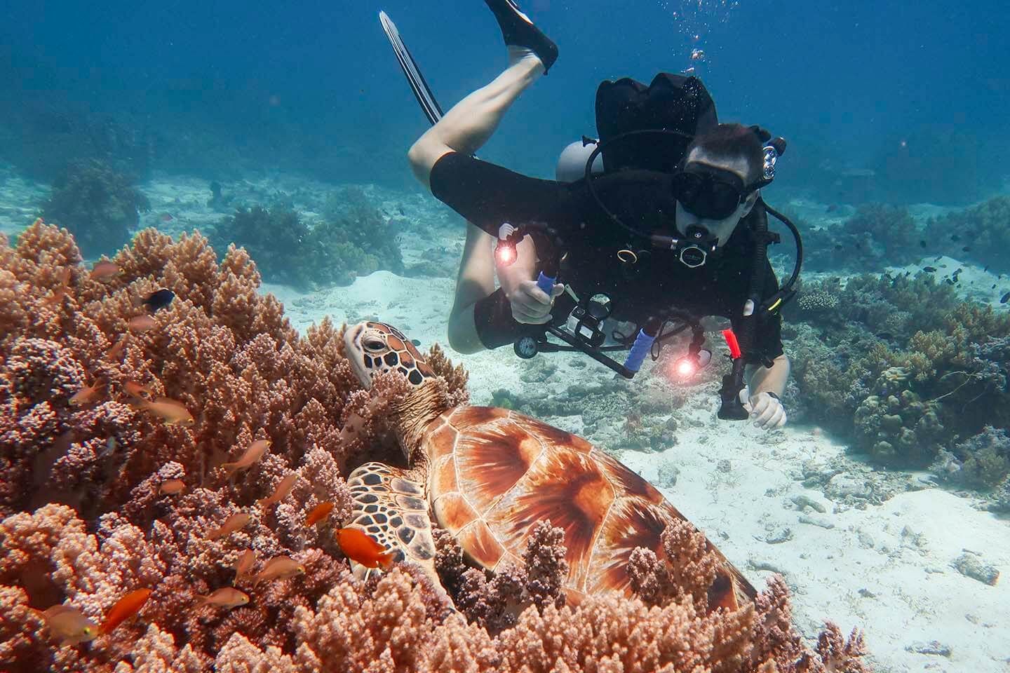 a green sea turtle resting on top of the soft corals in Balicasag Island