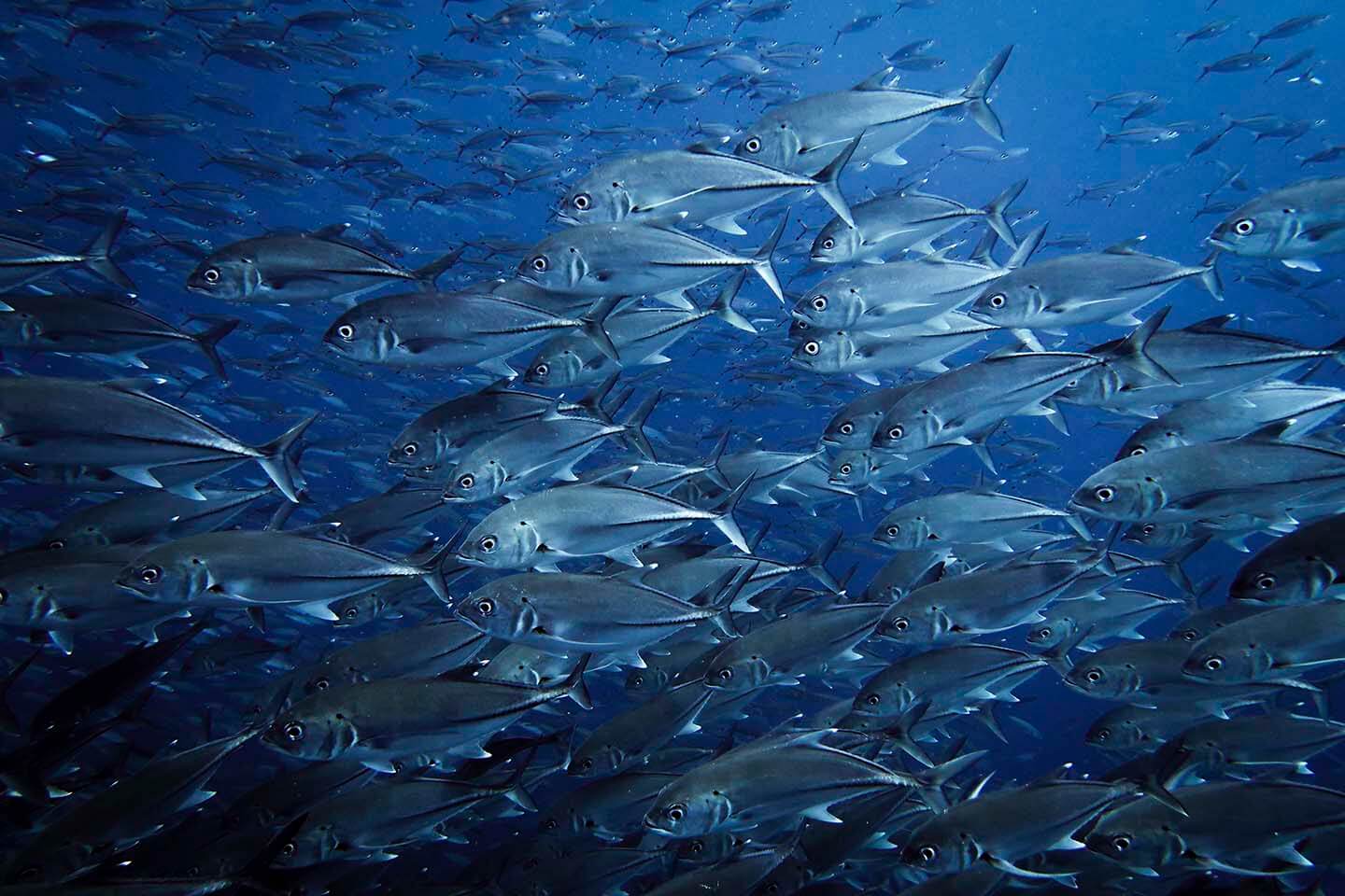 Big Eye Trevally (Caranx sexfasciatus) often found in Balicasag Island Philippines