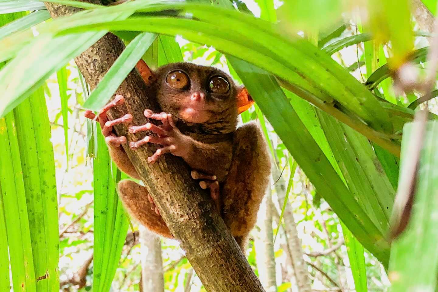 Cebu Bohol Itinerary: Visit Tarsiers