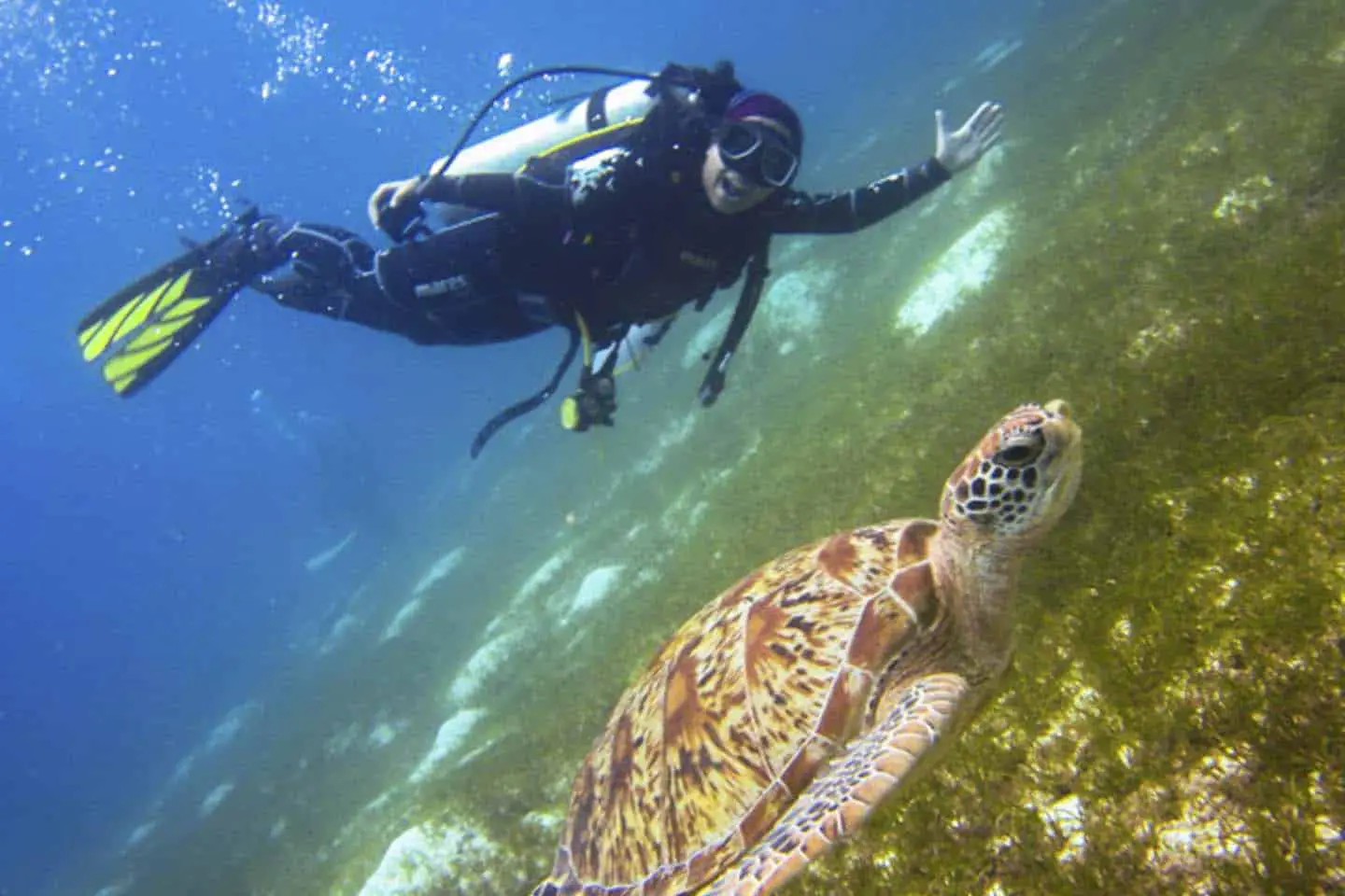 Dive Buddy Jem Baldisimo Swimming with Sea Turtles in Balicasag