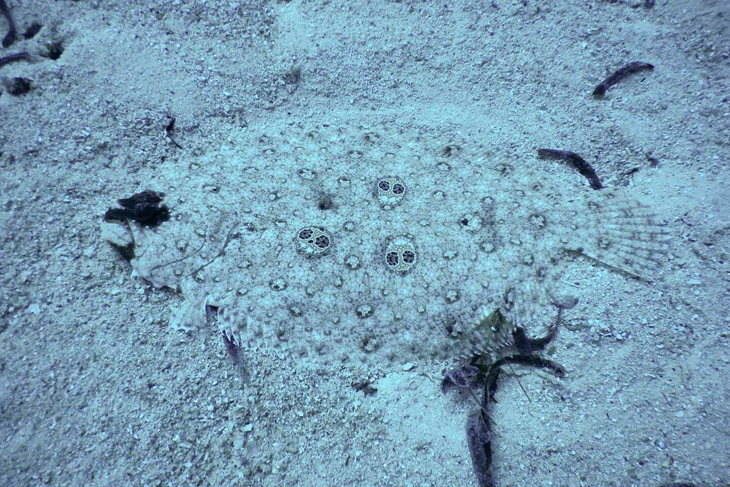 Ocellated Flounder ( Pseudorhombus dupliciocellatus ) camouflaged in the sand in Panglao, Bohol
﻿
