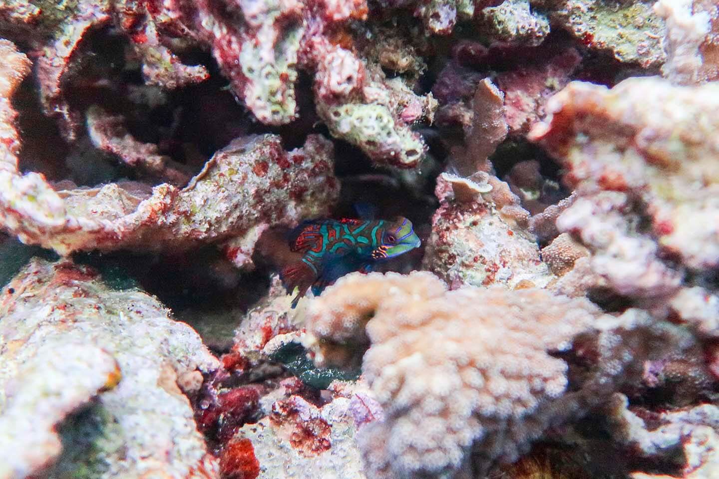 Mandarinfish in Moalboal, Cebu